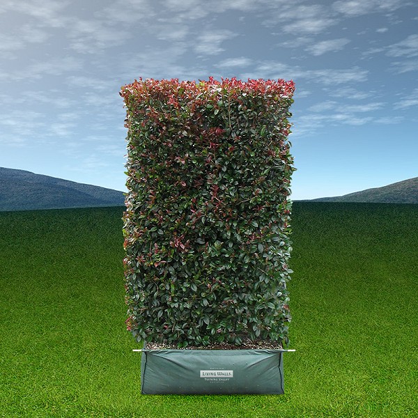 Living Screen tall growing instant hedges for privacy