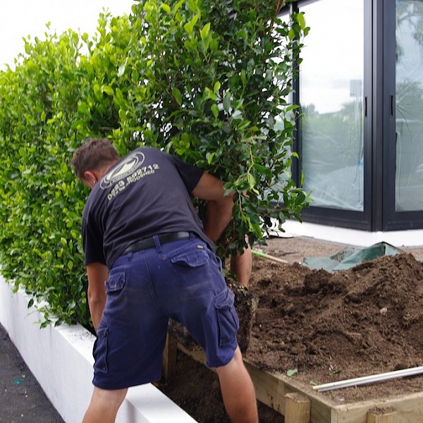 Landscapers install hedge