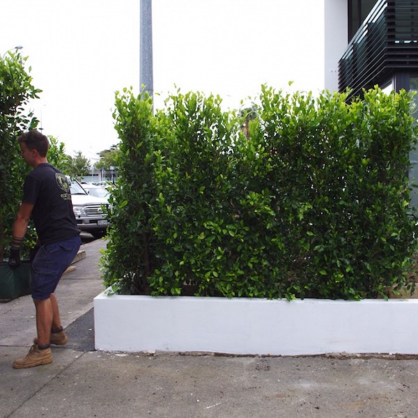 Instant hedge installation