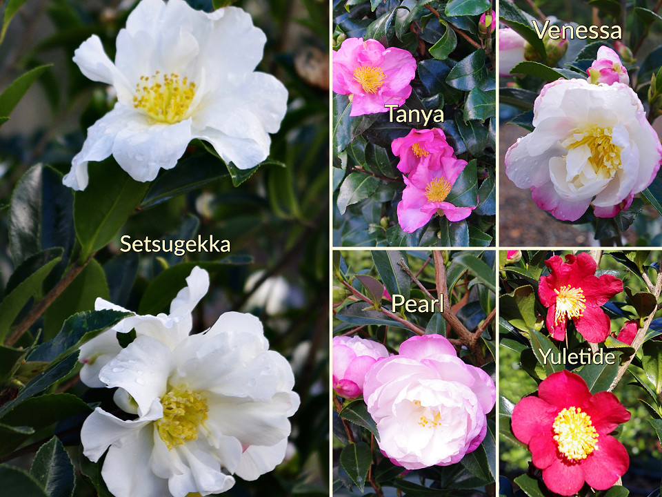 Blooms of the camellia instant hedge varieties grown at Twining Valley Nurseries
