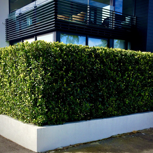 Living Walls™ complete a landscape