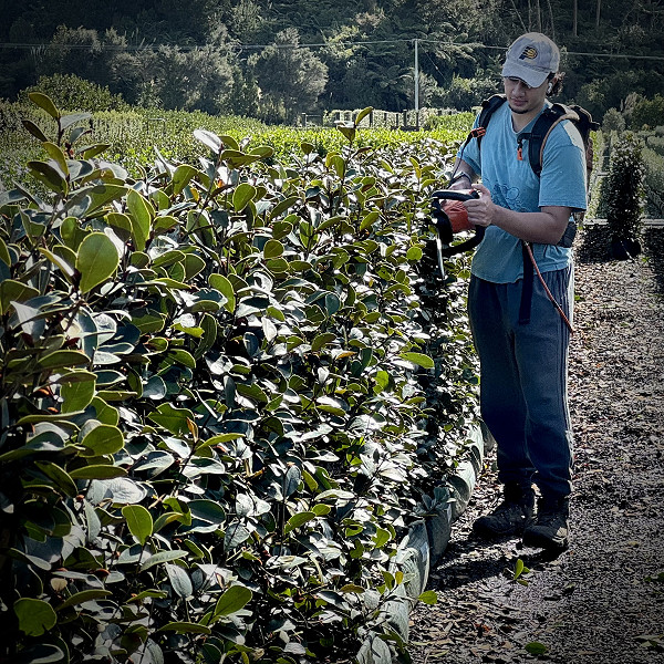 Living Walls™ Instant Hedge Care & Maintenance Guide