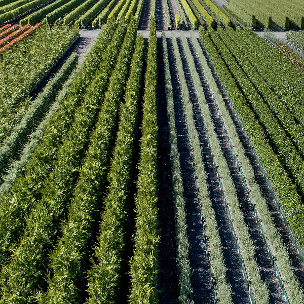 Rows of instant hedges at Twining Valley Nurseries