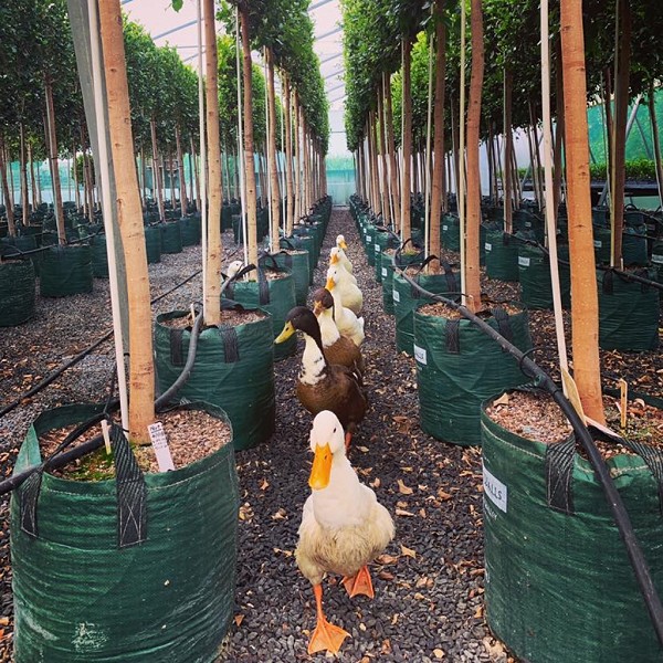 Getting our ducks in a row