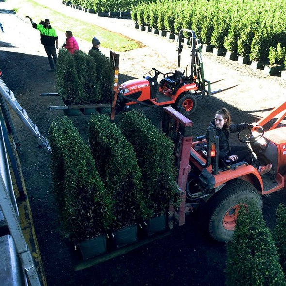 Jamie loading hedges onto truck