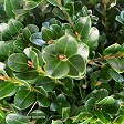 Buxus 'Green Gem' (box hedge) - instant hedges from Twining Valley Nurseries NZ