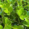 Buxus japonica (Japanese box) - instant hedges from Twining Valley Nurseries NZ