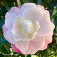 Camellia 'Paradise Pearl'
