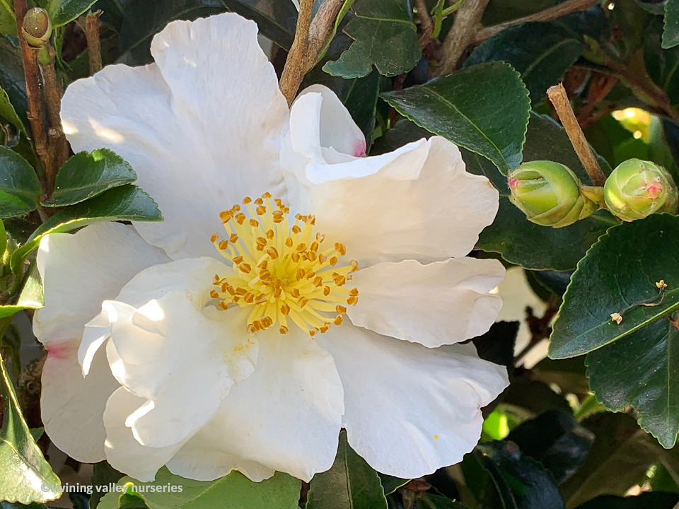 Camellia sasanqua 'Setsugekka' mature hedge