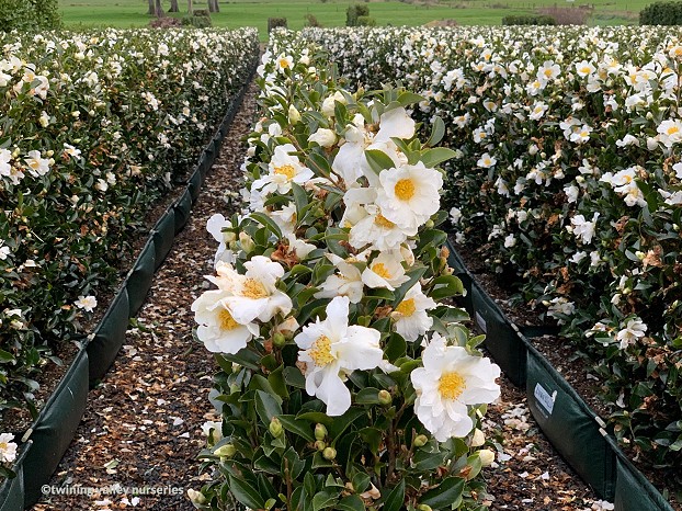 Camellia Setsugekka – Classic White Camellia Hedge NZ | Twining Valley ...