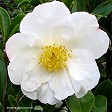 Camellia 'Setsugekka'