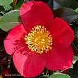 Camellia 'Yuletide'