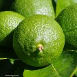 Citrus 'Tahitian Lime'
