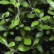 Corokia 'Clover' (PVR)
