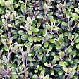 Corokia 'Frosted Chocolate'