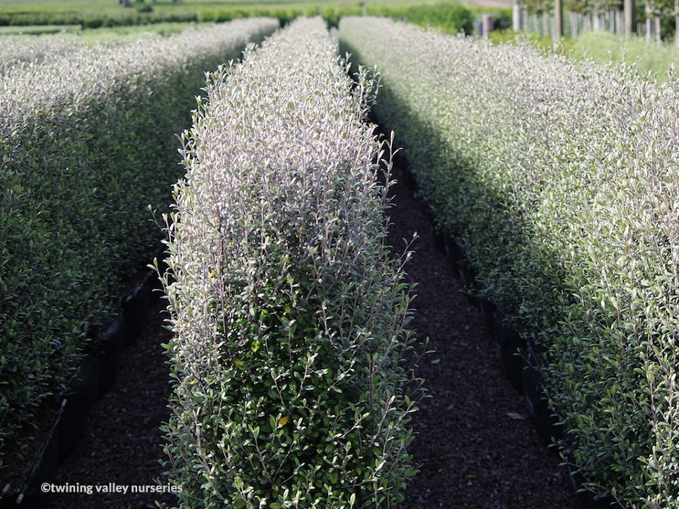 Image of Corokia x virgata 'Frosted Chocolate' instant hedges in autumn