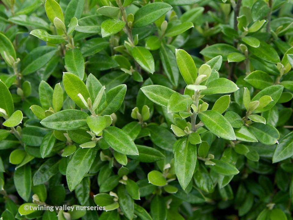 Corokia x virgata 'Geenty's Green' instant hedges NZ