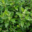 Corokia 'Geenty's Green'