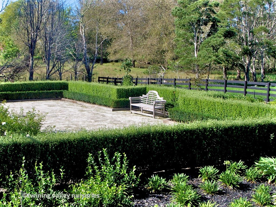 Image of instant hedges in rural garden