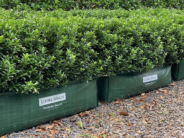 Euonymus ‘Emerald Gem’ instant hedges from Twining Valley Nurseries NZ