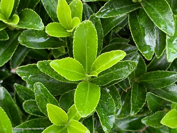 Euonymus ‘Emerald Gem’ foliage - Twining Valley Nurseries instant hedges NZ