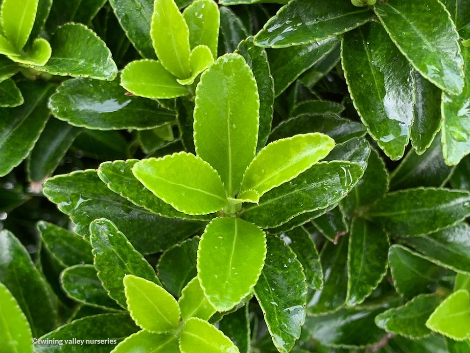 Euonymus ‘Emerald Gem’ instant hedges NZ