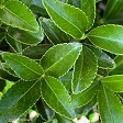 Euonymus ‘Emerald Gem’  - instant hedges from Twining Valley Nurseries NZ