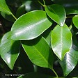 Ficus tuffi