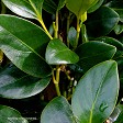 Griselinia 'Ardmore Emerald'