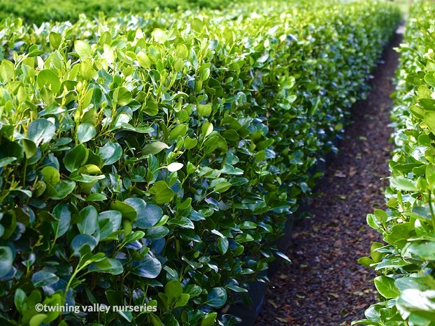 griselinia-ardmore-emerald-instant-hedge-dark-green-nz-native