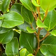 Griselinia 'Canterbury'