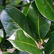 Ilex ‘Hendersonii’