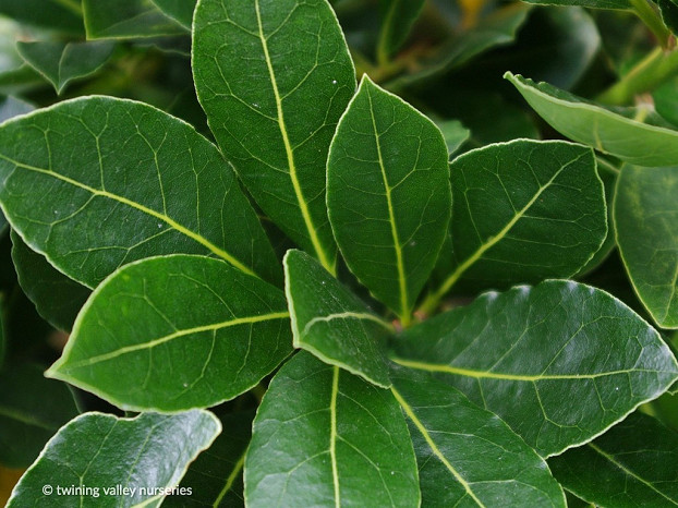 Laurus nobilis 'Pride of Provence' PVR Foliage