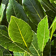 Laurus nobilis 'Pride of Provence' PVR (bay)