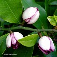 Michelia figo (Port Wine magnolia)