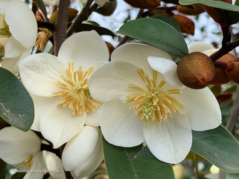 Michelia gracipes Pleached Screen NZ