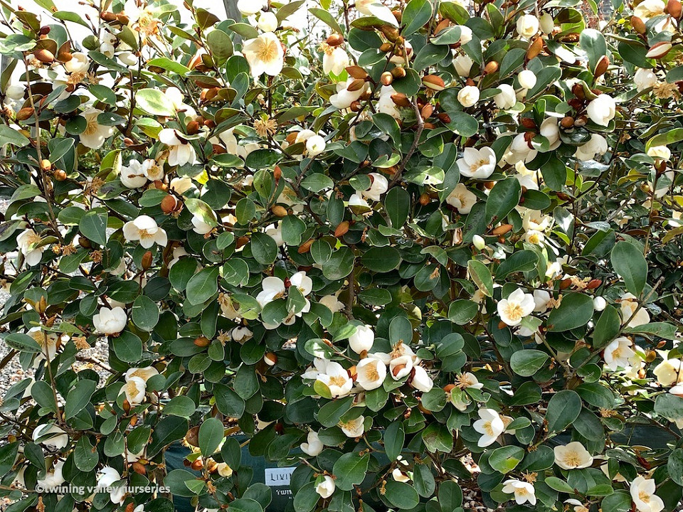 Michelia gracipes instant hedges NZ