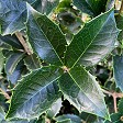 Osmanthus