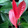 Photinia 'Red Robin'