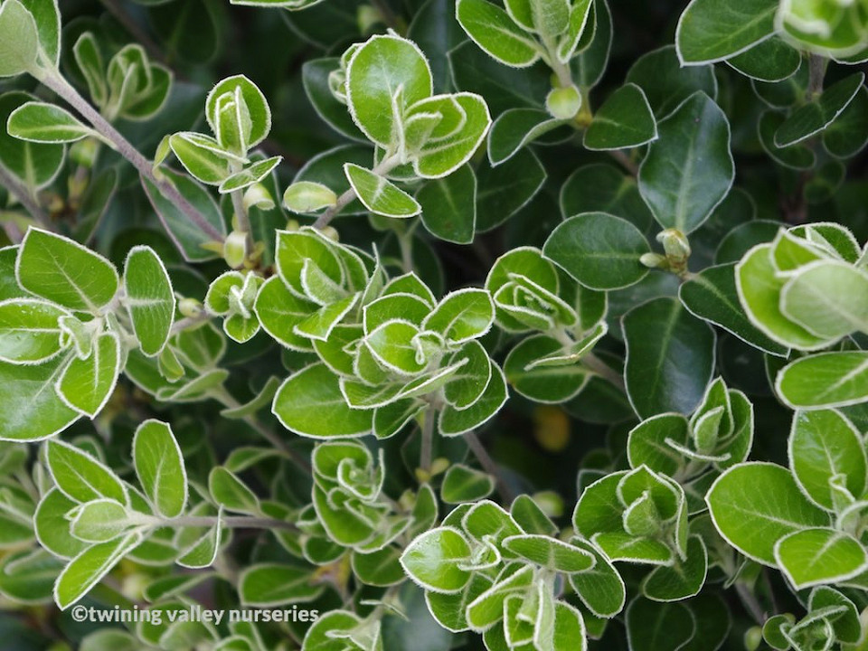 Pittosporum ralphii 'Stephens Island' instant hedges NZ
