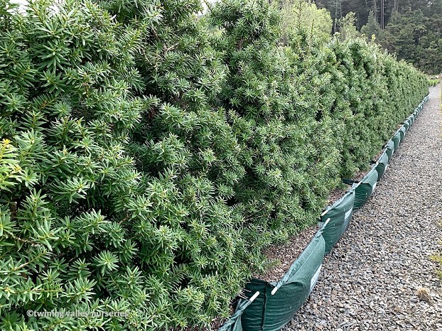 Podacarpus Ardmore Green Totara Instant Hedge | Tall NZ Native | Twining  Valley Nurseries