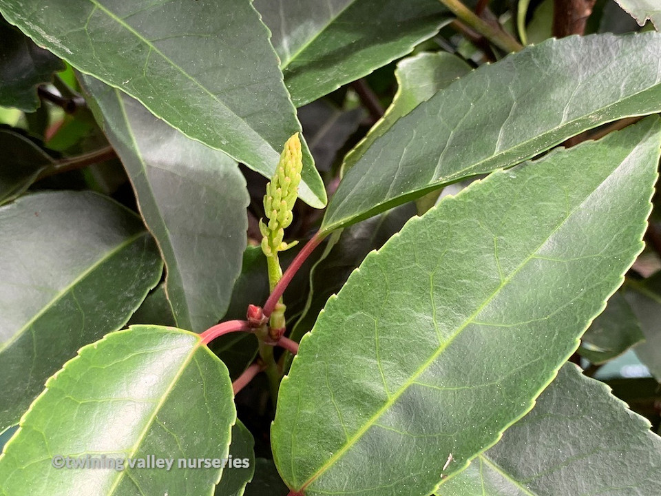 Prunus lusitanica Portuguese Laurel dark green foliage instant hedges NZ