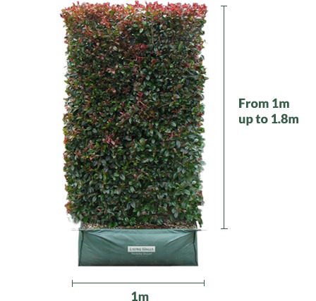 Living Screen instant hedge graphic