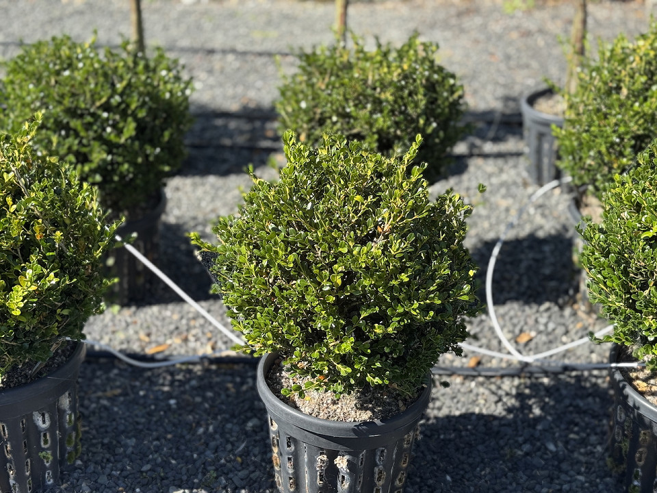Buxus 'Green Gem' globes