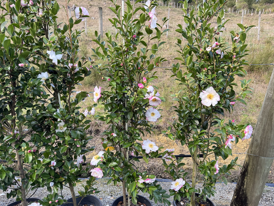 Camellia sasanqua 'Paradise Venessa' column