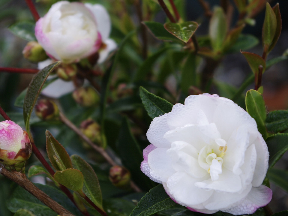 Camellia sasanqua 'Paradise Little Liane'