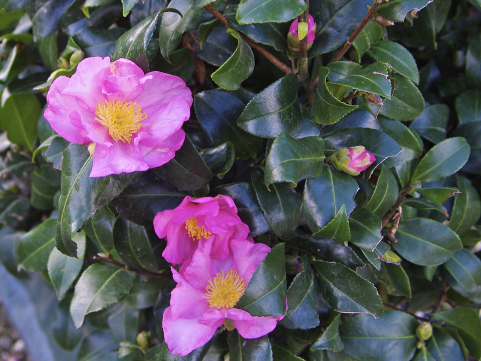 Camellia sasanqua 'Tanya' mature hedge