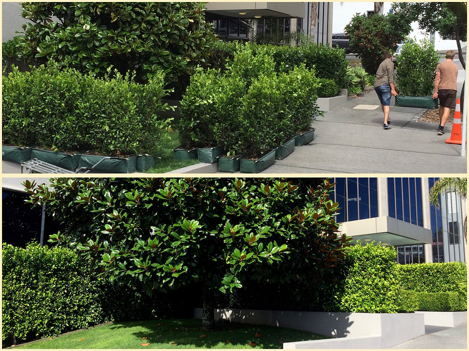 Tall Living Walls™ hedge lengths during installation in raised planters at a commercial property and the established hedge 16 months later.