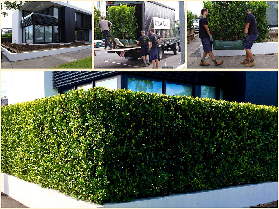 Living Walls™ hedge lengths arriving and being installed around a contemporary new build, followed by the completed frontage.