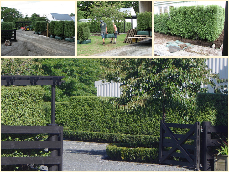 Fully formed hedge lengths being moved and installed around a country property, with the completed entrance 13 months later.